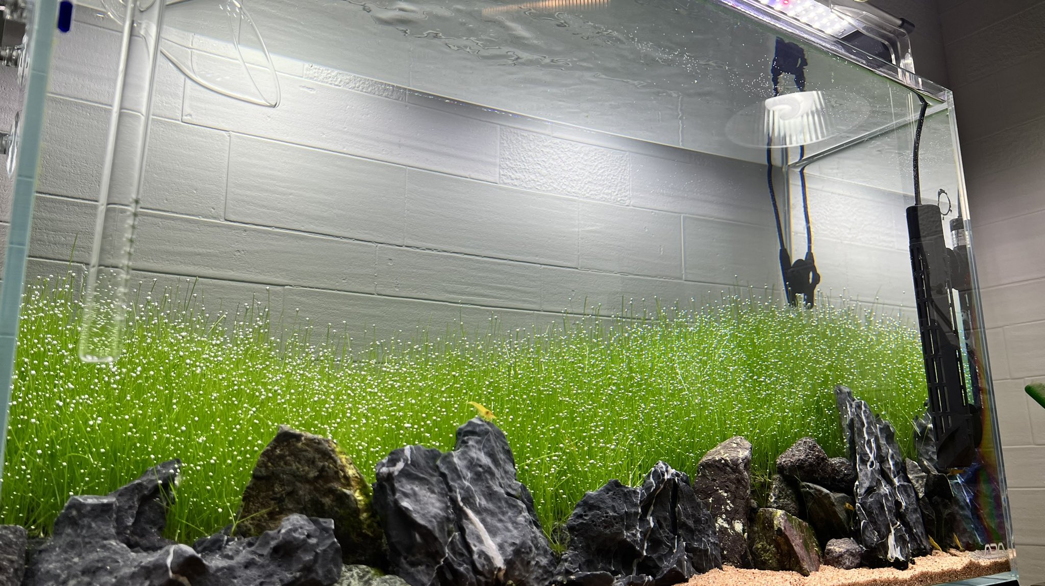 だいすけ 今日も気泡が癒される アクアリウム 水草水槽 ミスト式 ヘアーグラス Ada ガラスパイプ エーハイム2213 水草一番サンド マスターソイル ボトムサンド Co2マスターアドバンス ミドボン 60cm水槽 プランツシード 草原レイアウト