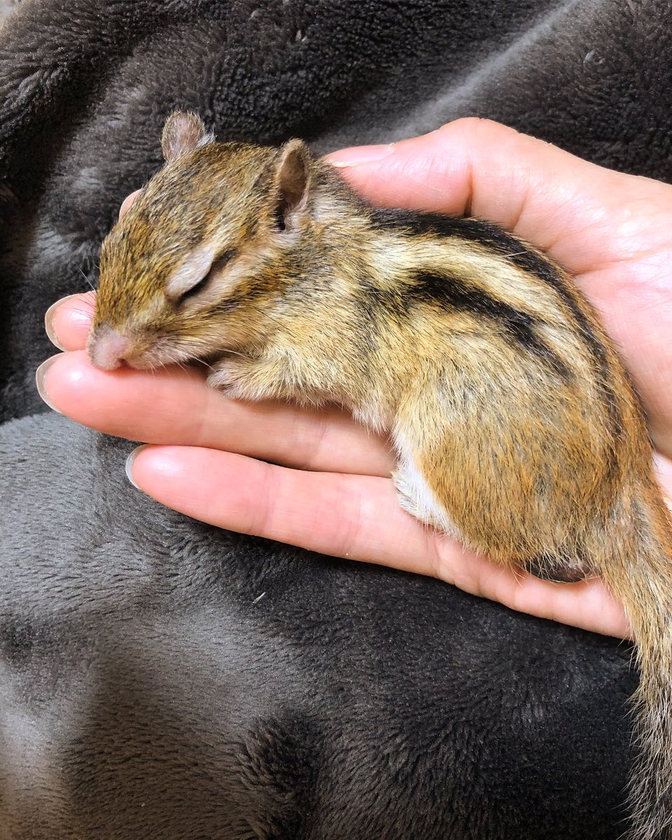 다들 쟈근 옹이를 손바닥 위에 올려보세요