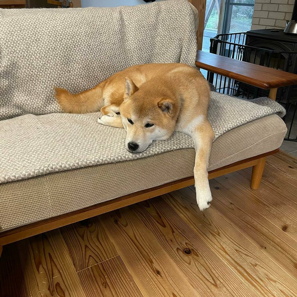 柴犬エビス 力尽きる 燃え尽きたぜ だらける犬 柴犬のいる暮らし 柴犬マニア 赤柴男子 犬バカ部 犬スタグラム 柴犬ライフ Dogstagram Shibastagram Shibadog 柴犬エビス T Co Vxtfwzxstf T Co Ybpyguey3s Twitter