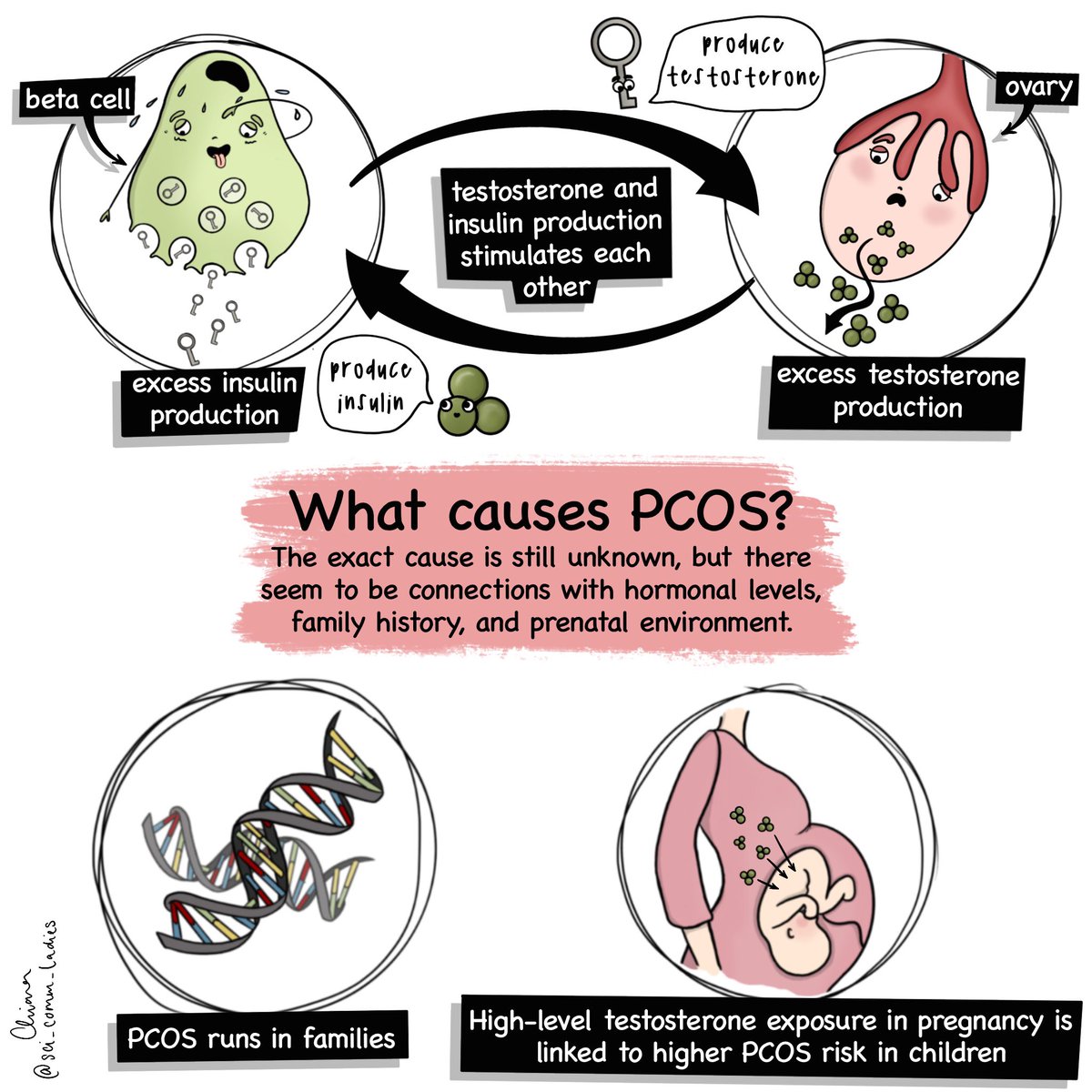 Sorry for the wait. This week we are back to present the vicious circle of testosterone and insulin production and possible causes of Polycystic Ovary Syndrome (#pcos).

Post created in collaboration with <a href="/DaisyPcos/">DAISy-PCOS</a> <a href="/Thais_P_Rocha/">Thaís Pagliaro Rocha</a> @GalacticZoo 

#pcosawareness #scicomm #sciart