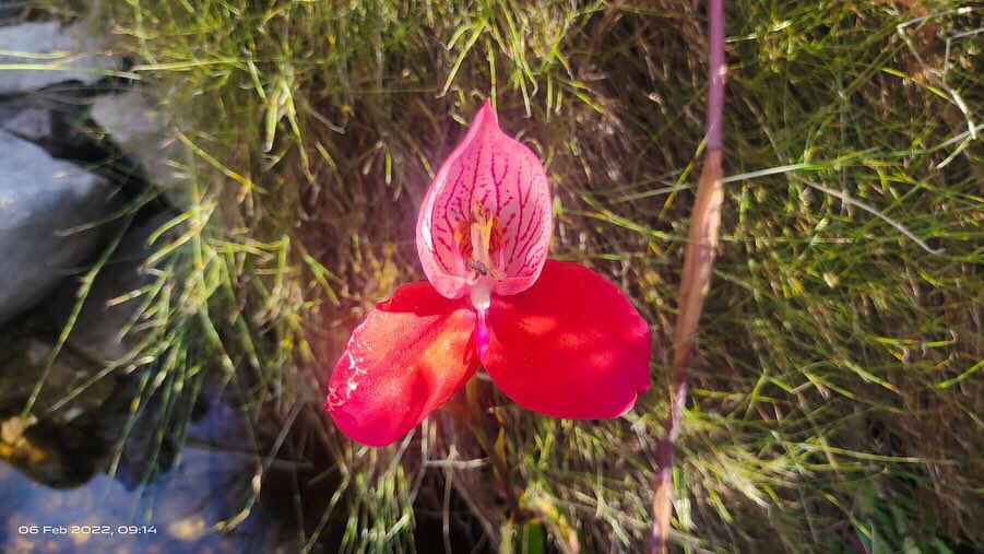 RunCapeTown's tweet photo. Beautiful red disas spotted on Table Mountain yesterday- remembering to slow down & appreciate the small things too! ๐คฉ๐บ๐๐ผโโ๏ธ๐๐ผ #trailruntablemountain #capetownmag #reddisa sported by @andrewseye https://t.co/QJT26FxGAs