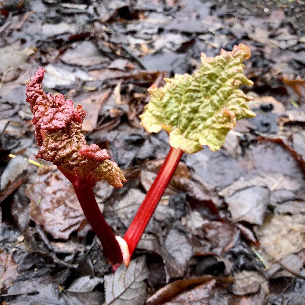 Early rhubarb poking up through the leaf 🍂 mulch #gardening #GardeningTwitter #scottishgarden
