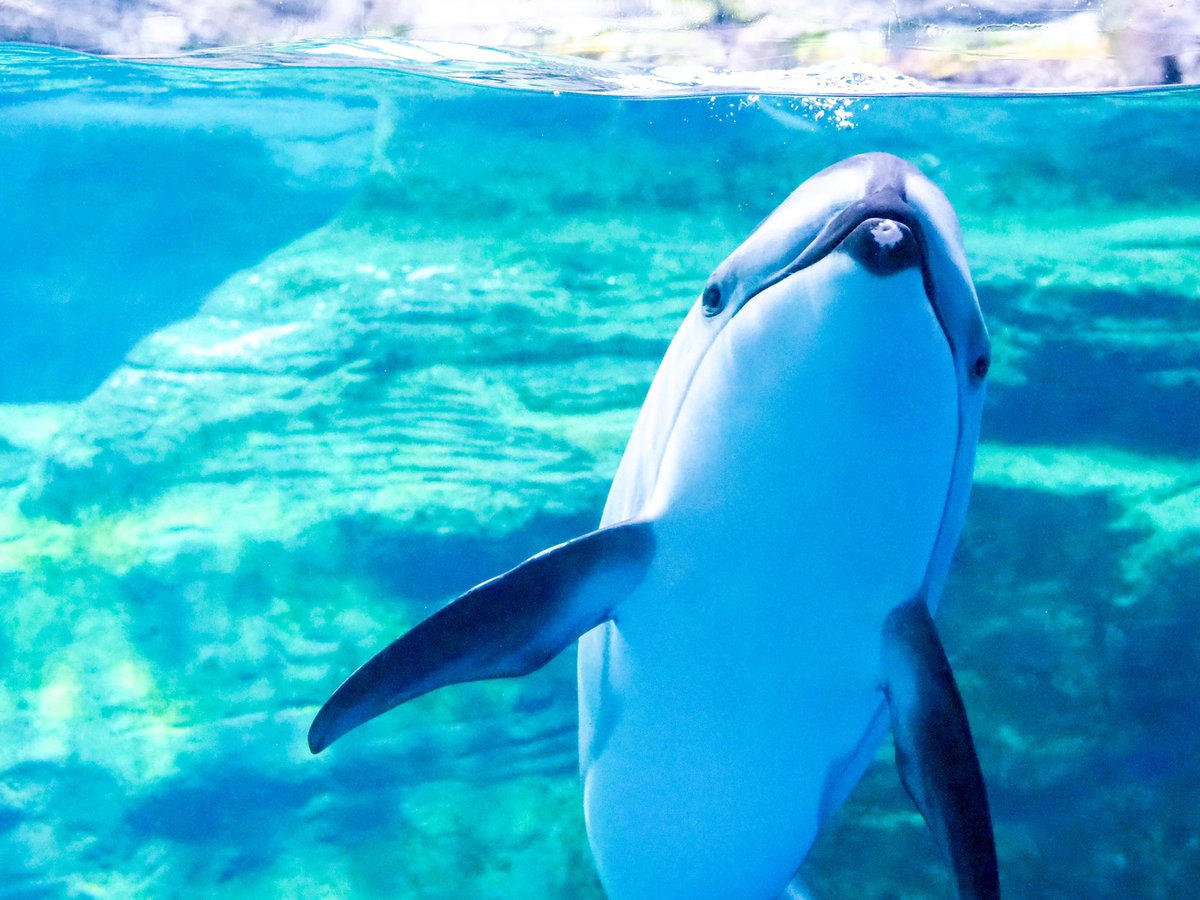 haru3131sui's tweet image. #ド直球に言いますがフォローしてください

水族館で撮影した写真を投稿しています。ときどき動物園。