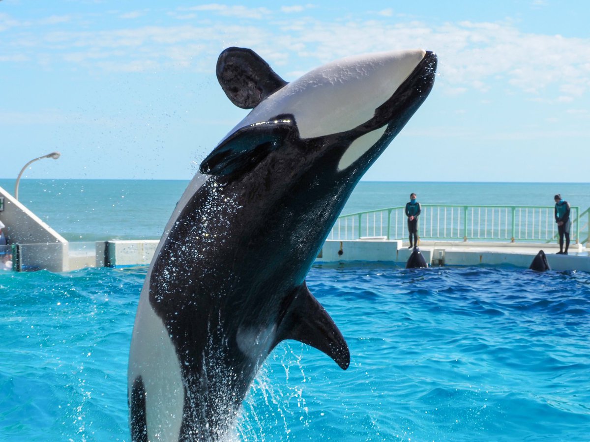 haru3131sui's tweet image. #ド直球に言いますがフォローしてください

水族館で撮影した写真を投稿しています。ときどき動物園。
