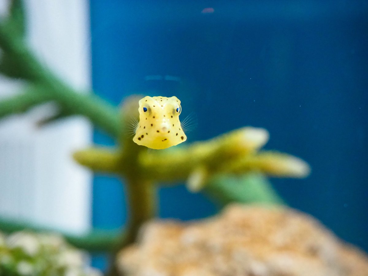 haru3131sui's tweet image. #ド直球に言いますがフォローしてください

水族館で撮影した写真を投稿しています。ときどき動物園。