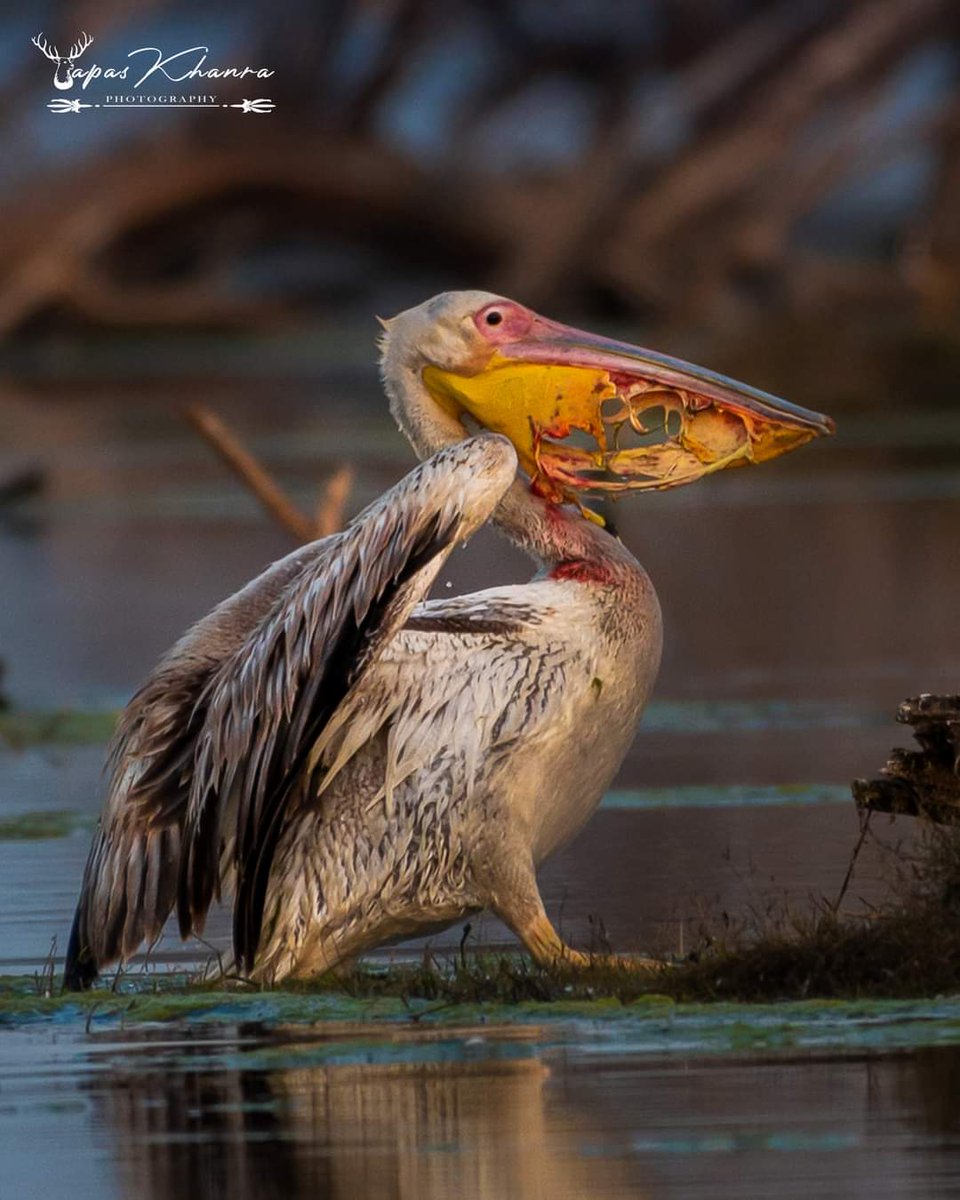 Wildthing1177's tweet photo. Not my photo, but mother nature is wild. This Pelican attacked a turtle by mistake, and this was the result. The pelican will die in a few days due to starvation. #mothernatureiswild #raw #Pelicans #Wildlife. https://t.co/1jfLLhPrQc