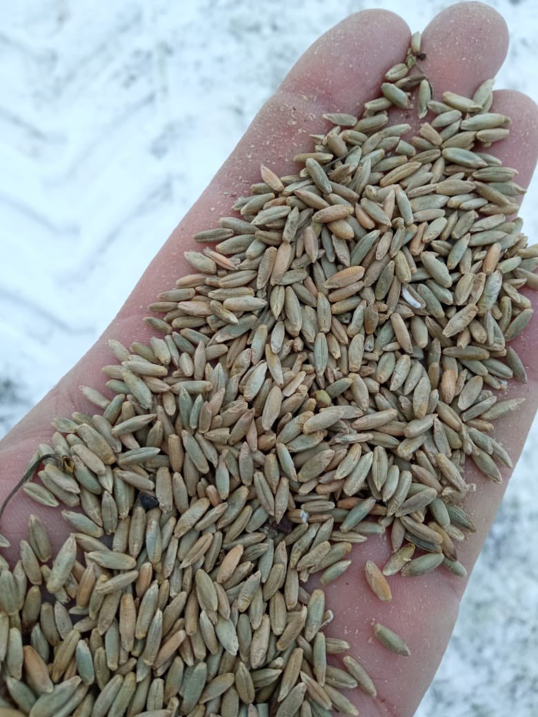 Agro.Club RUSSIA tweet media