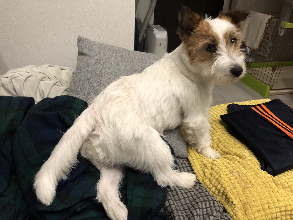 この足なんだかいやらしい🦵
#おかゆ #ジャックラッセルテリア