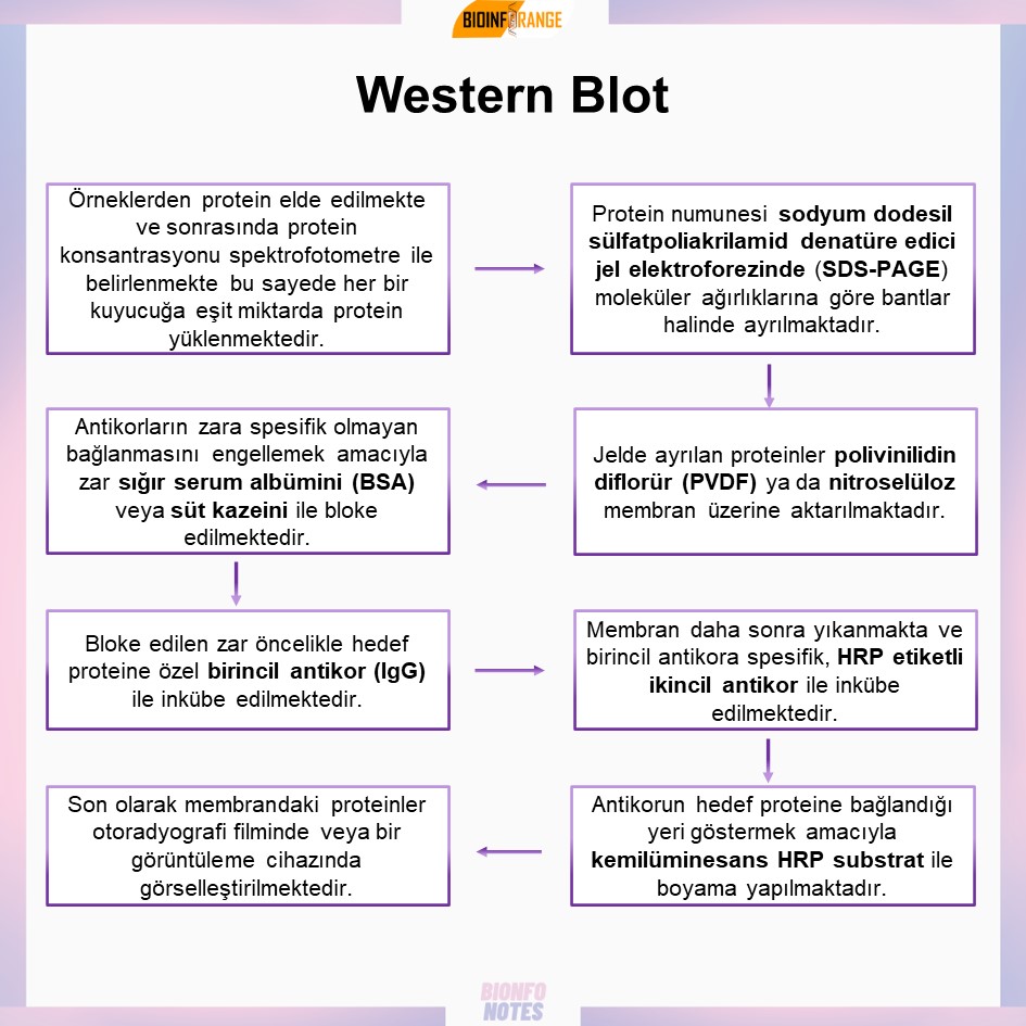 Western Blot hakkında bir #bioinfonotes paylaşılmıştır.

#westernblot #immünoblotlama #protein #sığırserumalbümini #sütkazeini #antikor #nitroselüloz #sdspage #bilimlekalalım