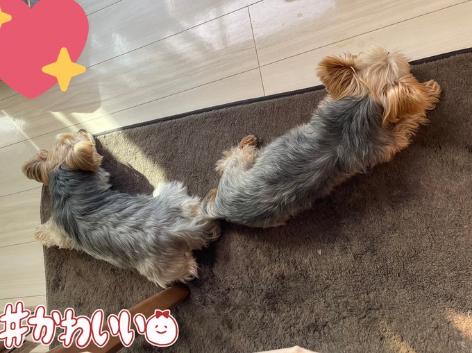 ヨークシャーテリアのtwitterイラスト検索結果 古い順 ヨークシャーテリアのtwitterイラスト検索結果 古い順