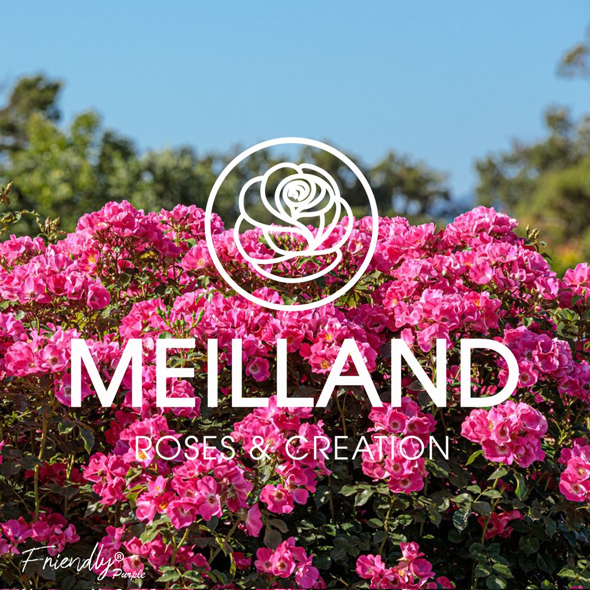 ExpoFlo's tweet photo. Merci @rosesmeilland de nous soutenir pour notre événement ! 
L'Expo Flo aura des roses pour cette 22eme édition ! 🌹
#rose #expoflo #partenaire https://t.co/3BIGGYPAvP