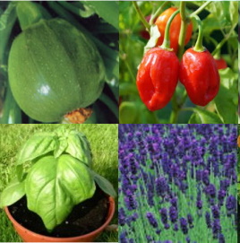 SEEDY SATURDAY Lewes is next Saturday! Don't miss! Lewes Town Hall BN7 2QS 10am-4pm. Organic seed - Vegetables, Herbs and Flowers. Talks. Seed Swap. Tips on growing. beansandherbs.co.uk See you there!