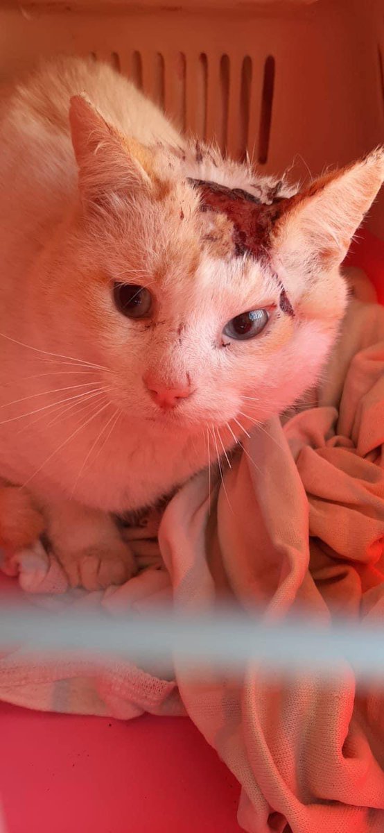 SfHuellas's tweet photo. Subimos estas imágenes aunque no son nada agradables para denunciar la situación de los gatos de colonias. 
Muchas personas alimentan colonias o animales solitarios en las calles, les aportan todo lo que pueden y más y velan por ellos; no obstante, siempre están a merced de algún https://t.co/J2ESdtO1n6