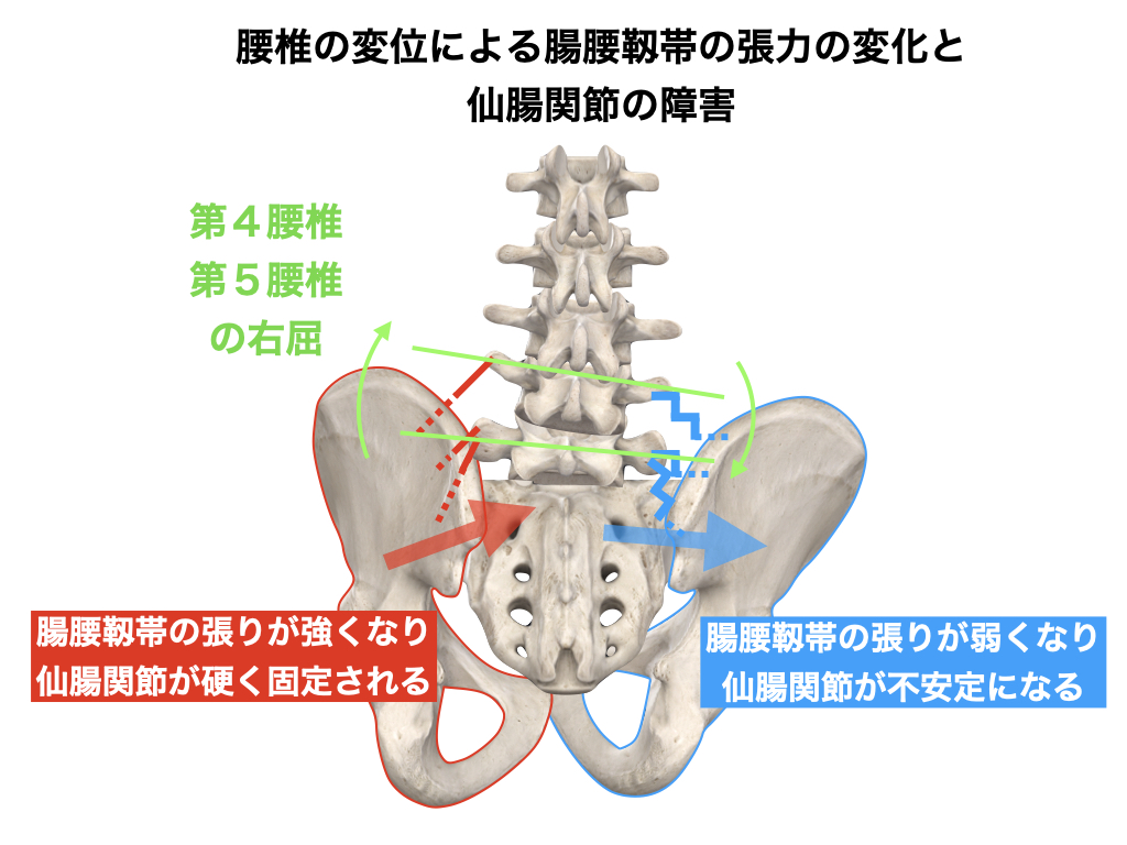 骨盤と仙腸関節の機能解剖 骨盤帯を整えるリアラインアプローチ