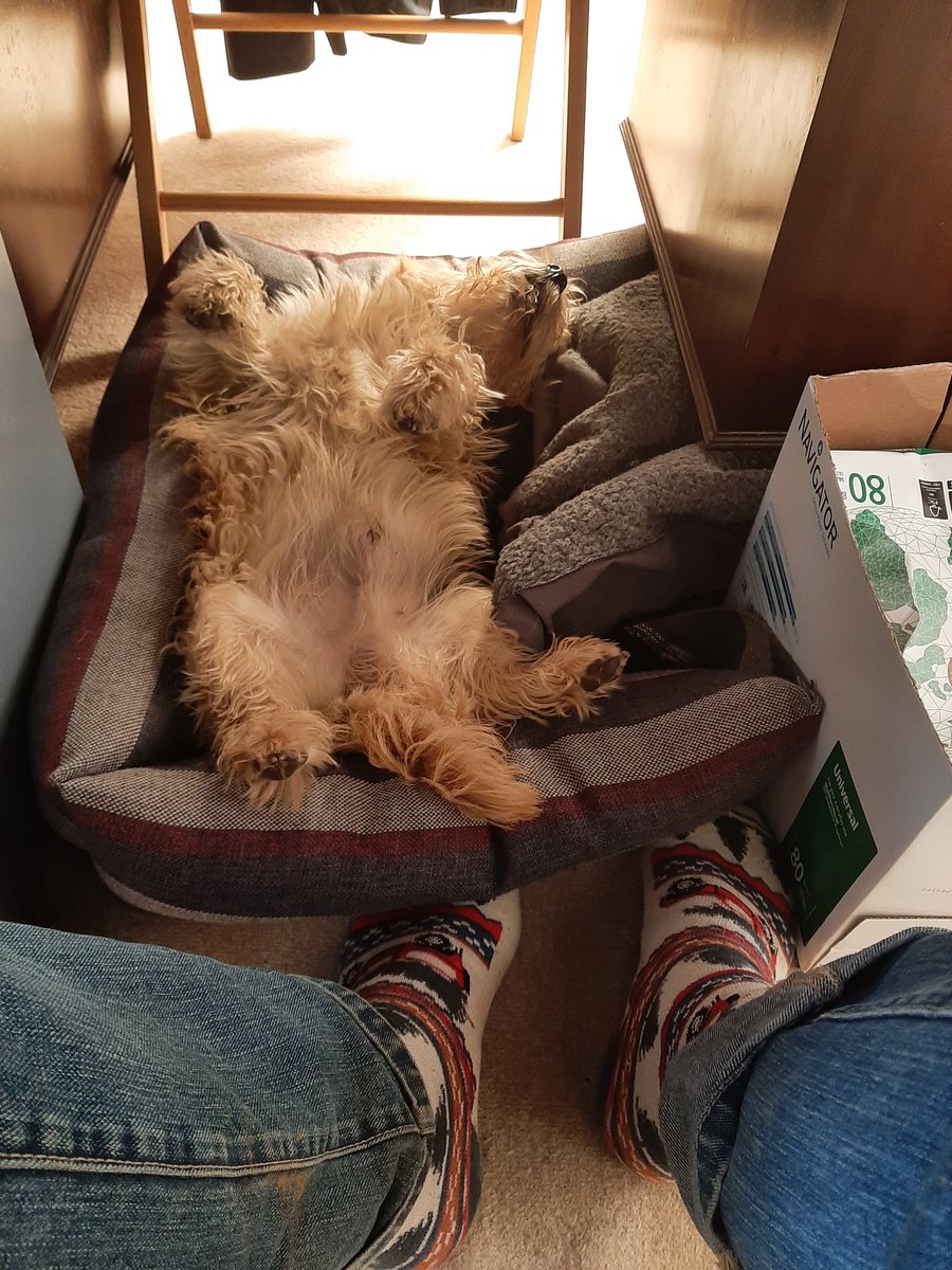 My constant companion in my home office #faithful #terrier