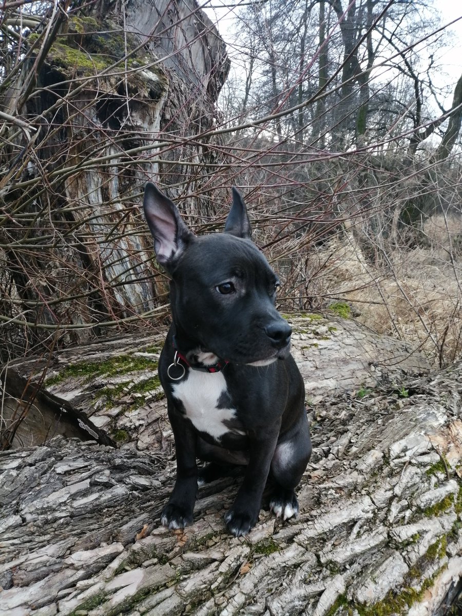 Piskott10's tweet photo. Laroš ušák obecný
#americkystafordšírskýterier
#pes #dog #hund #fena #4mesice #amstaf #ast #lara #venku #prochazka #radbuza #priroda #stene https://t.co/F9Hn06U1Ca