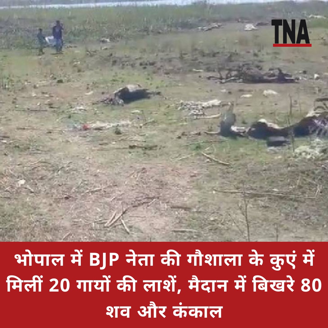 TheNewsAgency1's tweet photo. भोपाल में गायों के शवों से भरी गौशाला: भाजपा नेत्री की है गौशाला, मैदान से लेकर गड्ढे तक में शव ही शव, कलेक्टर के आदेश पर हुई एफआईआर

#Bhopal #NEWSUPDATE #allupdate #thenewsagency https://t.co/gJmYpdLrUT