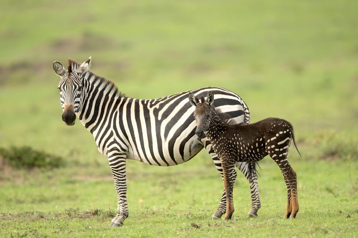 In honor of International Zebra Day, in 2019, A rare polka dot baby zebra was spotted (pun intended) in Kenya. Photos of the adorable creature went viral. So...are zebras white with black stripes or black with white stripes?
#ZebraDay #fact #MagicalKenya