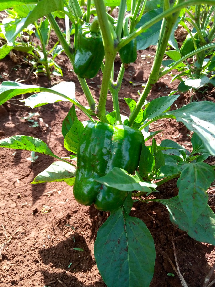 Ken the farmer.🚜 tweet media