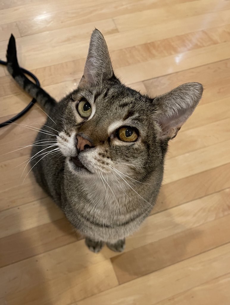 Katie🌻Moussouris (she/her/she-ra/she-hulk) 🪷 tweet media