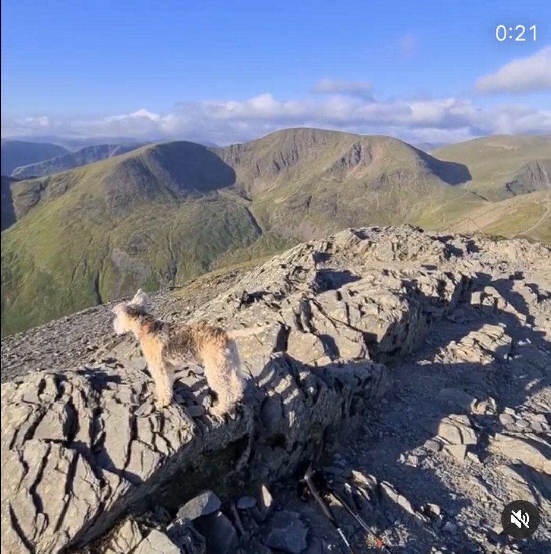 Lakelandmaggie's tweet photo. Grisdale pike on the way to grasmoor another amazing view of the lakes , Maggie enjoying the scenery #lakelandterrier https://t.co/lPVLn5Cjq6