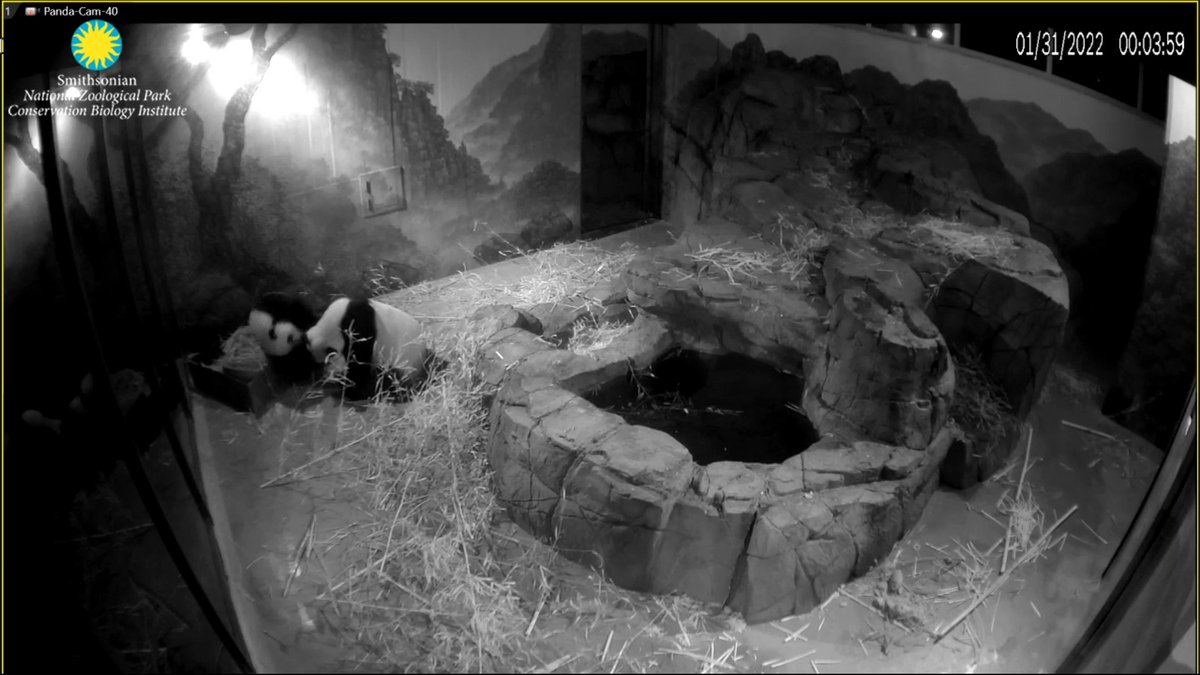JoyHinnant's tweet photo. Did anyone just see the #PlaySession #TeachingSession? 👑🌹 #BeautifulMei at her finest & I bet she senses her time may be getting short and she has to make sure he's ready to be a Big boy! I feel privileged to have witnessed it.💞 @MommyMei98 @tiantianpanda97 @DCPandaCub4 https://t.co/N6MXAv89Yi