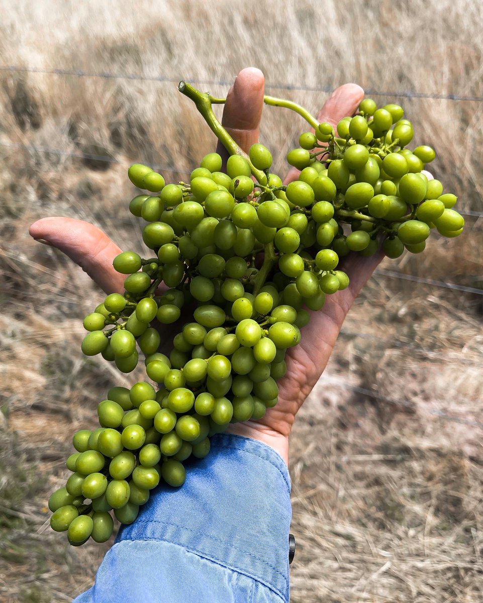 BlendGlobal21's tweet photo. Bunch weighing Shiraz today at a vineyard near Kuitpo led to a fascinating comparison between 3 different bunches off the same vine!
First bunch coming in at 250g, second at 128g and third at 68g.

#vintage2022 #harvest2022 #grapepickingtime #wineryoperations #bunchweights https://t.co/Jg6u9EoMGk