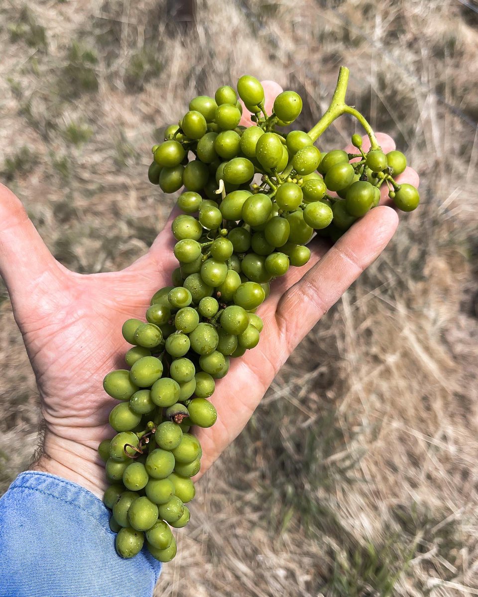 BlendGlobal21's tweet photo. Bunch weighing Shiraz today at a vineyard near Kuitpo led to a fascinating comparison between 3 different bunches off the same vine!
First bunch coming in at 250g, second at 128g and third at 68g.

#vintage2022 #harvest2022 #grapepickingtime #wineryoperations #bunchweights https://t.co/Jg6u9EoMGk
