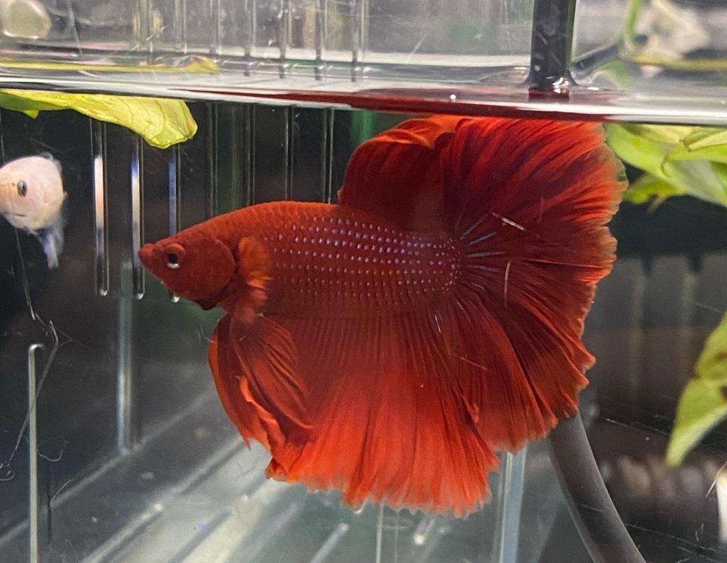 西武池袋本店 屋上フィッシュショップ ベタハーフムーン が産卵しました 赤ちゃんが生まれ元気に泳いでいます 今週は熱帯魚が多数入荷しておりますので必見です 熱帯魚 土屋観賞魚 ベタ繁殖 9階屋上 空中庭園 T Co Gvqetmnzro Twitter