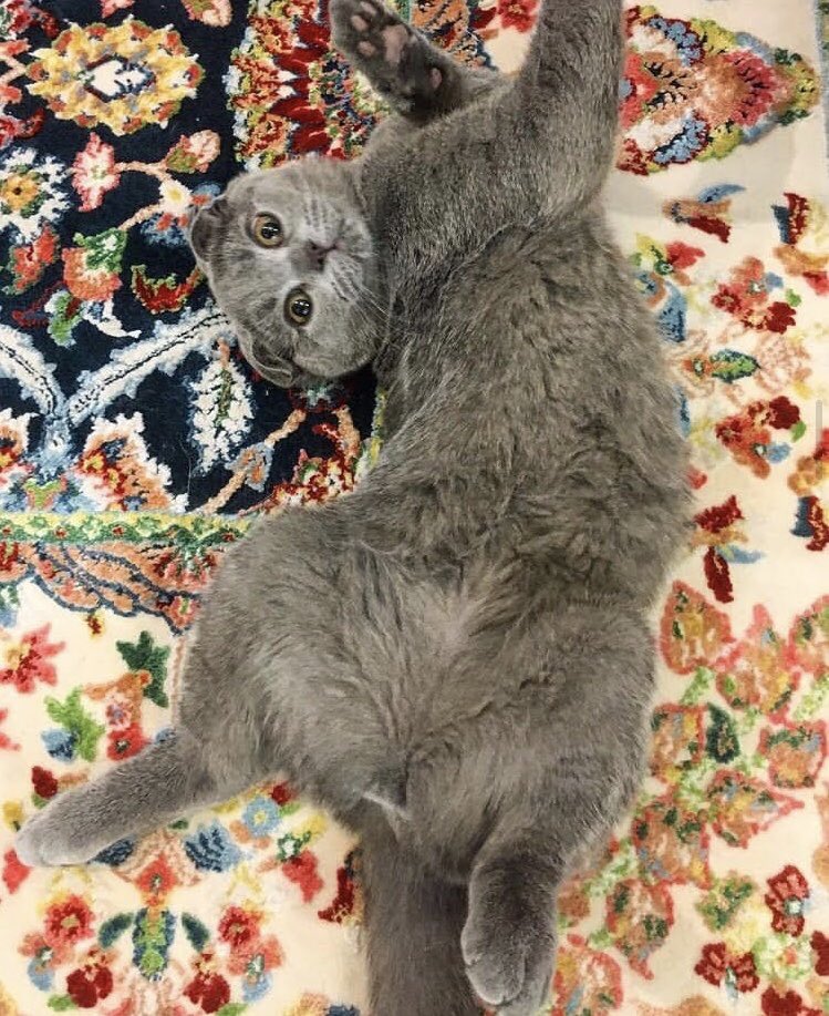 UnUrbanister's tweet photo. اسکاتی 😻 https://t.co/eIBCExMmwV