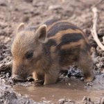 まるでぬいぐるみみたい？野生のウリボウが可愛すぎた!
