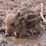 まるでぬいぐるみみたい？野生のウリボウが可愛すぎた!