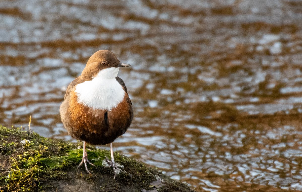 Noticing Nature: the British microseason project (@naturalcalendar) on Twitter photo Today's mini-🧵is about a bird that's more common in Scotland, Wales, north England and the south-west than it is in the south/south-east.
It's the DIPPER, Cinclus cinclus. Yesterday <a href="/TaitPlanning/">Malcolm Tait</a> and I took some pictures of a gorgeous pair of birds to brighten your Monday! Today's mini-🧵is about a bird that's more common in Scotland, Wales, north England and the south-west than it is in the south/south-east.
It's the DIPPER, Cinclus cinclus. Yesterday <a href="/TaitPlanning/">Malcolm Tait</a> and I took some pictures of a gorgeous pair of birds to brighten your Monday!