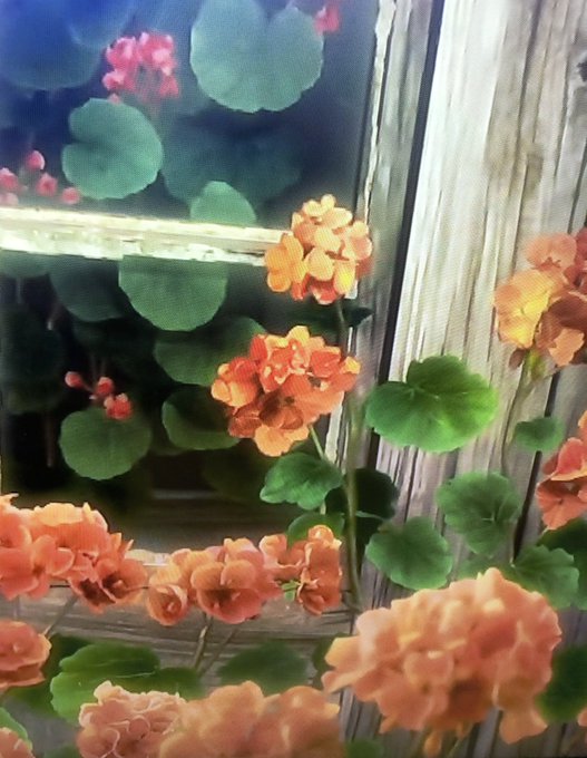 ゼラニウムのtwitterイラスト検索結果