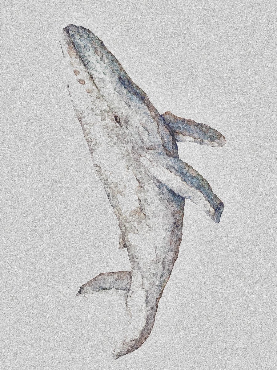 「鯨を描いた。 」|0WLのイラスト