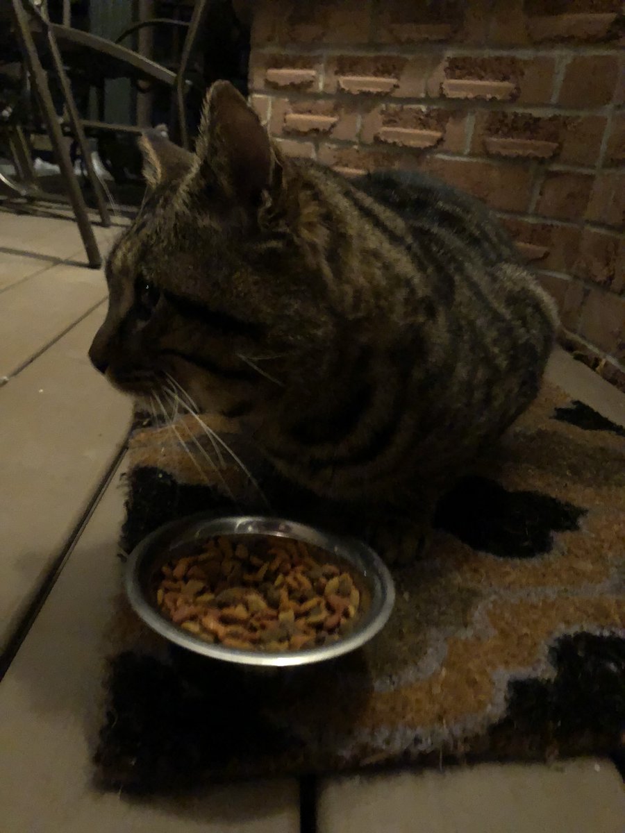 shanermurph's tweet photo. #KittyUpdate
Visitor is here. Injury is looking good today. It’s definitely being looked after. 👍🏻 https://t.co/v7KtWXB4VS