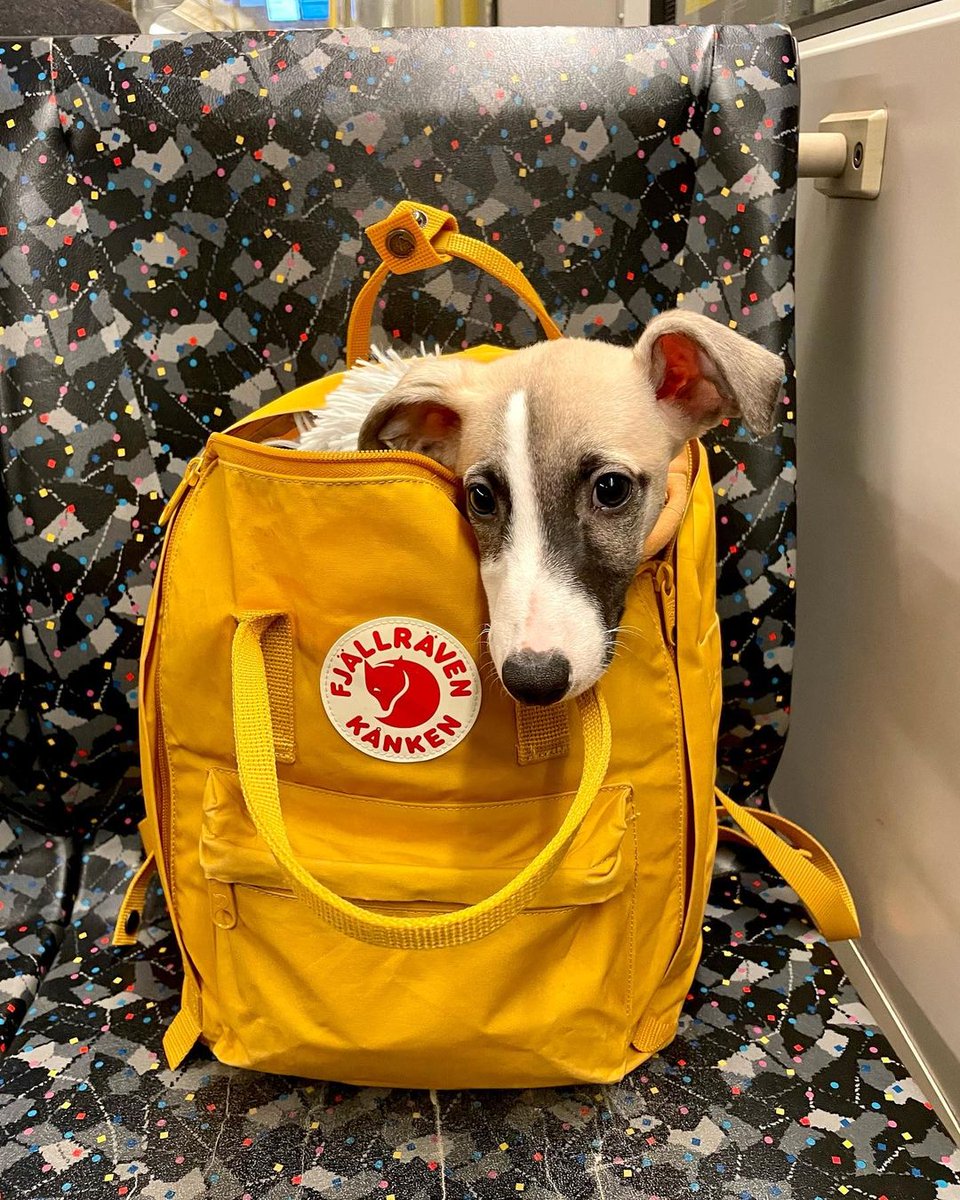 My Fox Bag (myfoxbag) Twitter