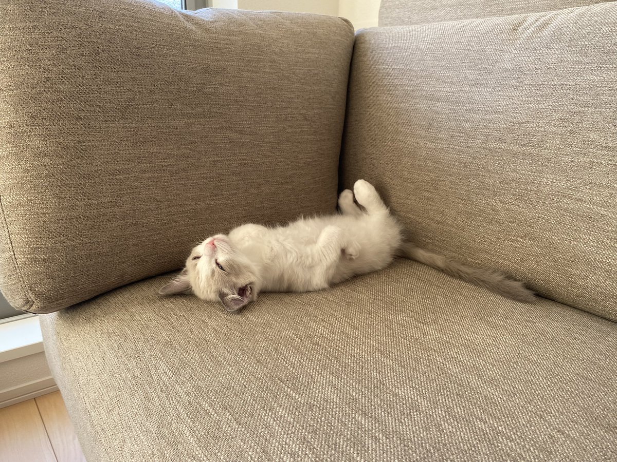 letao_ragdoll's tweet photo. 買い物から帰ったら…
ぬいぐるみいた… https://t.co/77hROZeFSJ