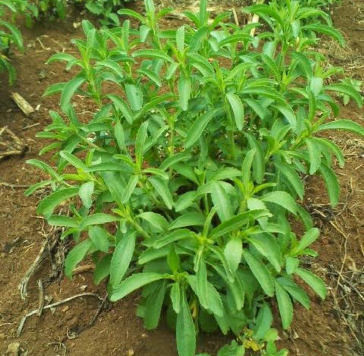kenkamuiru's tweet photo. Good morning? It's breakfast time, are you tired of using manufactured sugar? Below is a #stivia plant used as natural sugar and grown organically, have u tried t? What have u heard about it?@Fredmunene_ @SandraNabasirye
@organic #ukulimasioushamba https://t.co/8uPTeygAYa