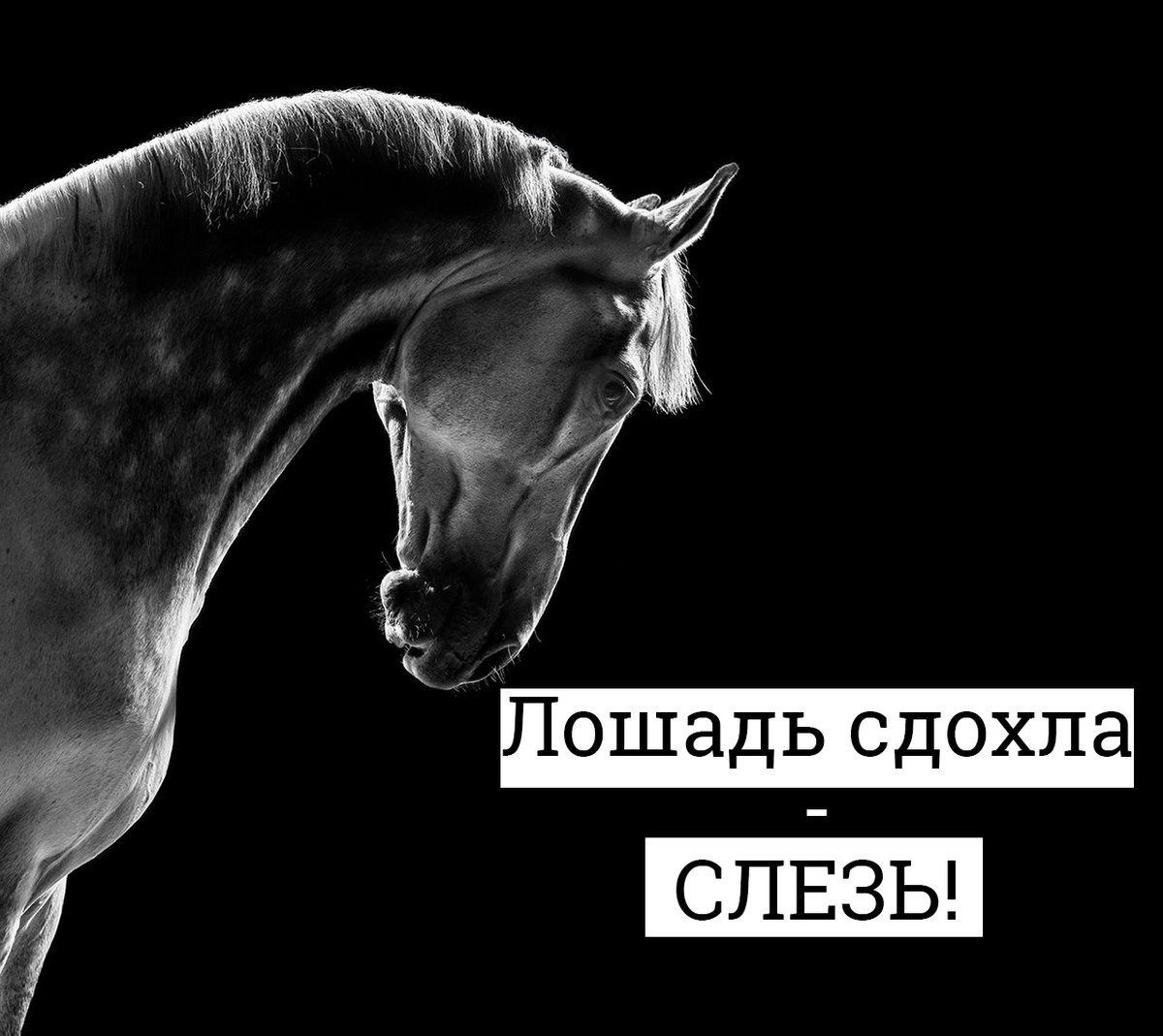 senraix's tweet photo. Старая индейская поговорка: «Лошадь сдохла — слезь». Казалось бы, всё ясно, но…
https://t.co/X2IQpKLeIZ https://t.co/D7NcjCb7N6