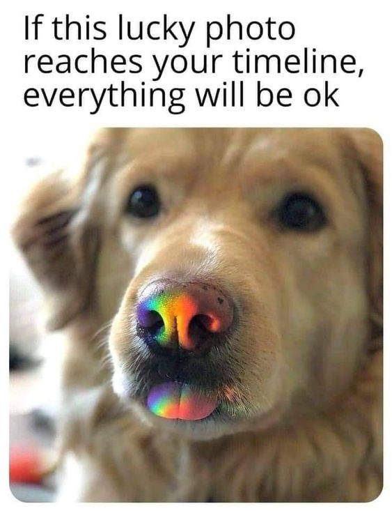 WholesomeMemes tweet media