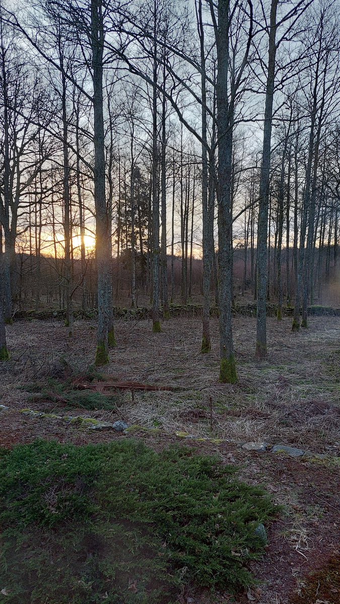 Lugnet efter stormen....träden verkar vila i total stillhet efter jobbiga dygn....