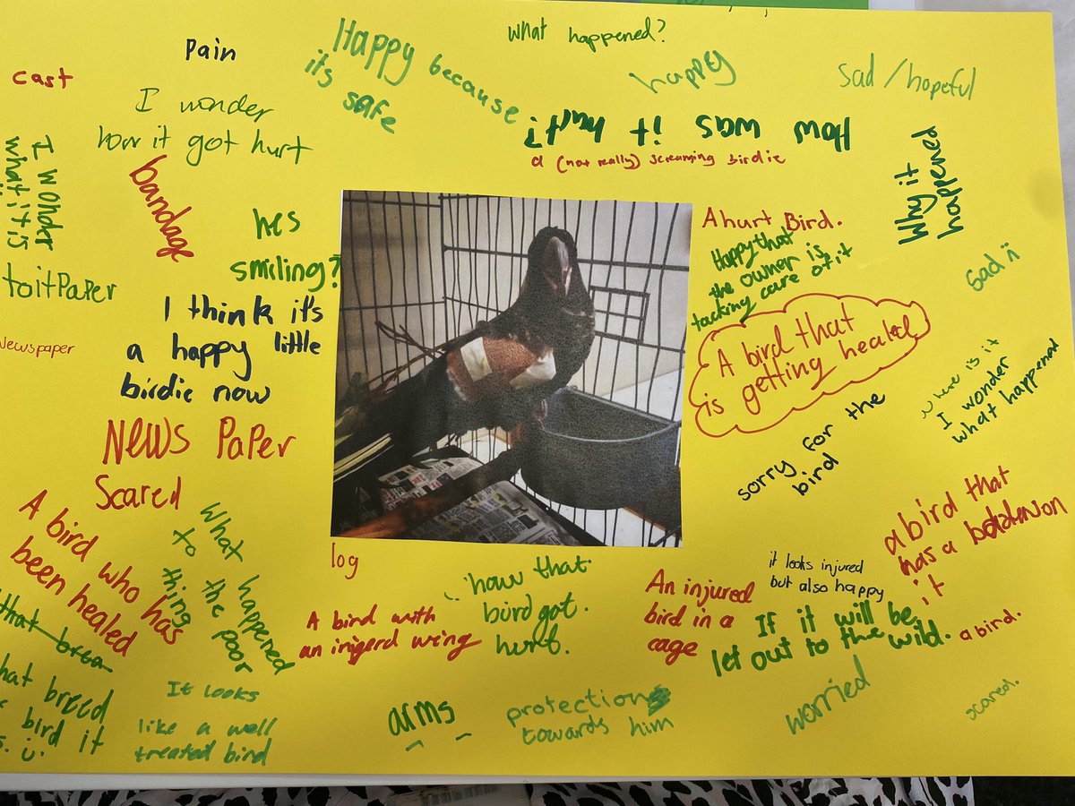 natashadenham's tweet photo. Starting off #purposefulpedagogies with a “See, Think, Wonder”- what do the girls think of images, articles and video links about our local wildlife and conservation efforts? @mareewhiteley  @vikkileekenned1 https://t.co/QAj1Tm22NB