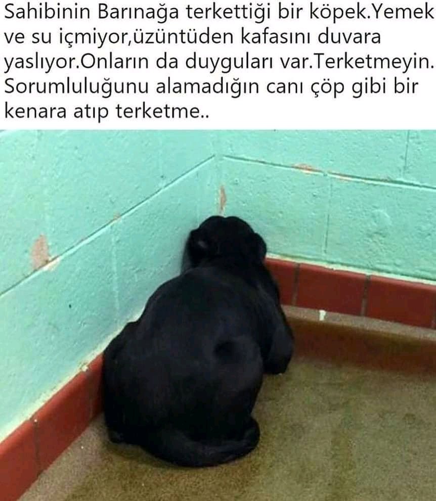 TERK ETME 😔 #masumgözler