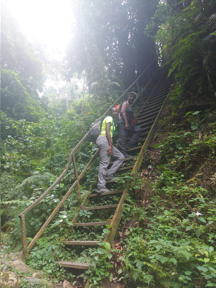 Mountainslayers's tweet photo. This is how it started.. It was a collabo.. Bright eyed &amp; bushy tailed.. Rwenzori 🤩🤩 https://t.co/G1O4suK6X1