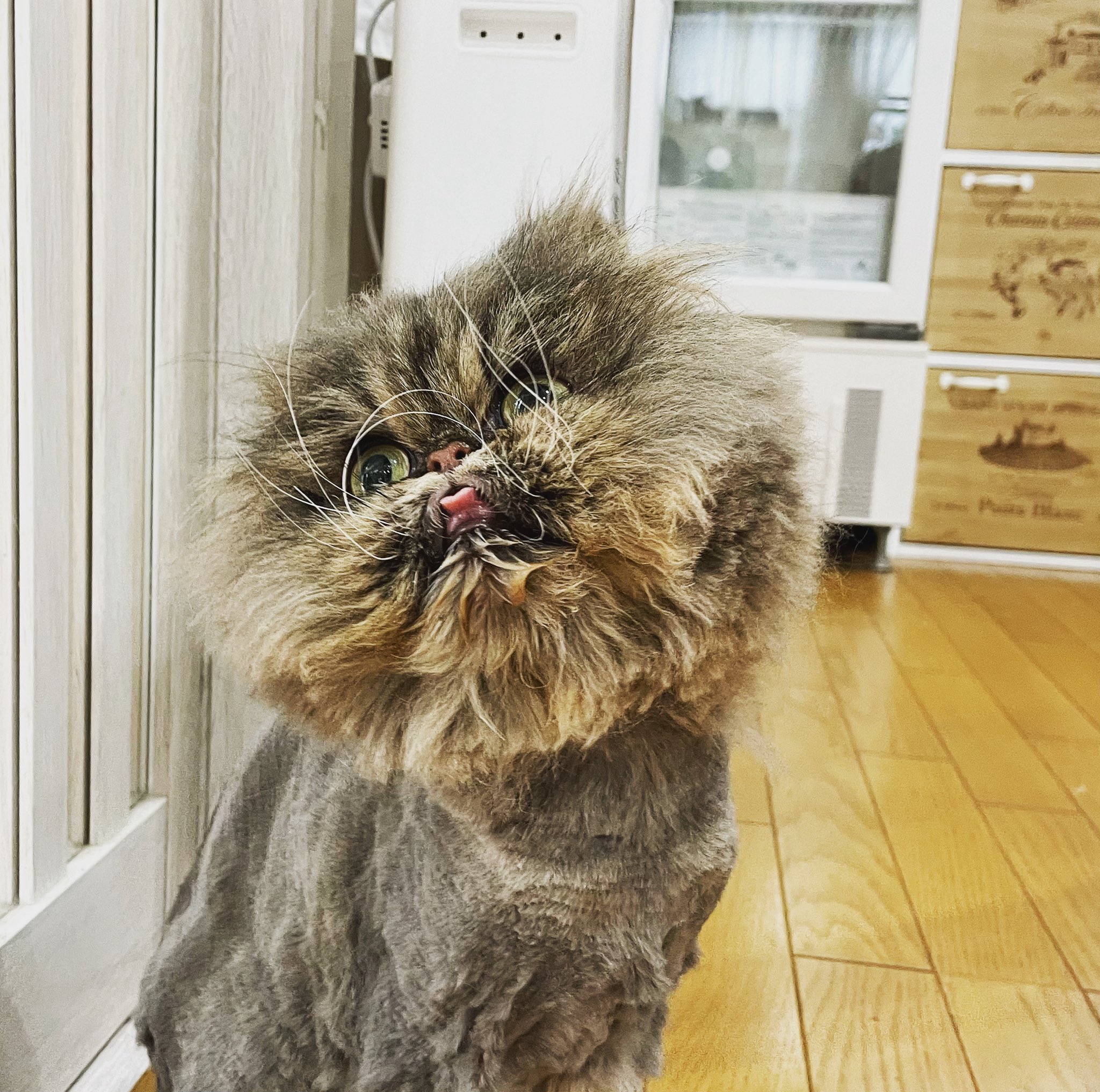 猫カフェ紅葉 大阪 泉南市 Nekocafemomiji Twitter