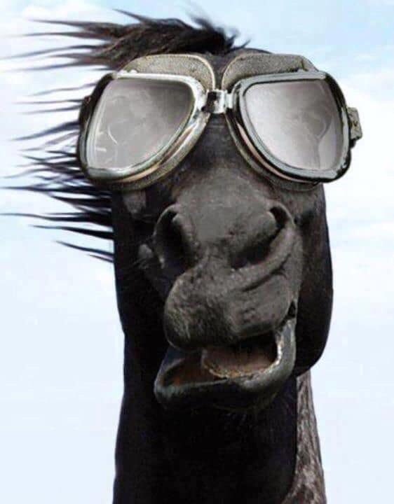 StaldePiksen's tweet photo. Goed oppassen vandaag!!! #Corrie #StormCorrie #storm #friesianstorm https://t.co/wUorKowgyy