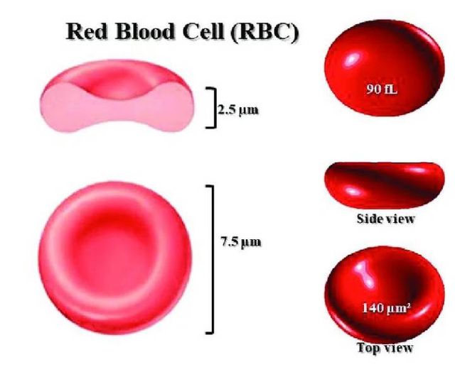 Эритроциты. Возрастные колебания числа эритроцитов. Норма содержания эритроцитов в крови у женщин. 9*10^12/л. Кол-во эритроцитов в крови норма.