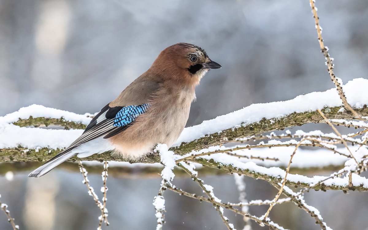 🕊 Дворцовая сойка желает всем хорошей недели!

📷 За фотографии спасибо Виктору Дубинкину.
#хочувгатчину #gatchinapalace