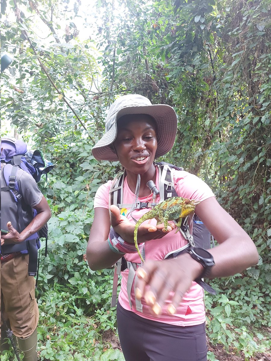 Mountainslayers's tweet photo. We weren't ready for what we experienced. Comparing September 2021 to January 2022.. We started off from the Mihunga Gate and made our way to the first camp, Nyabitaba. The weather was perfect https://t.co/jl1Ia3NU7r